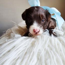Boy 2 - Chocolate male Cavapoo puppy in Junction, Utah from City Creek Cavapoos