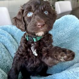 Green collar solid chocolate girl - Chocolate female Goldendoodle puppy in Peoria, Arizona from Az Doodle Mom