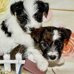 Beagle, Jack Russell Terrier, and Russell Terrier Puppies from Mountain Top