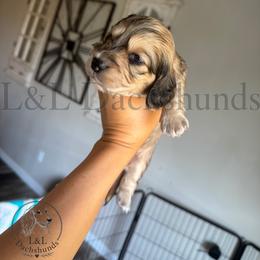 Dachshund Puppies from L&L Dachshunds