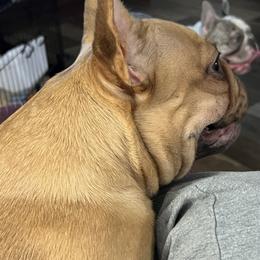 Boxers and French Bulldogs from Amy's frenchies