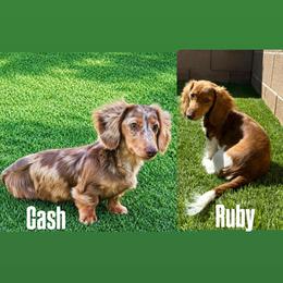 Dachshund puppies from WienerQuadDoxiesLV