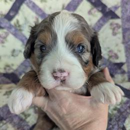 Roswell ultra - Blue merle male Bernedoodle puppy in Placerville, California from Quartz Mountain Doodles