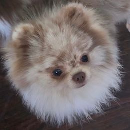 Cappi - Pomeranian
