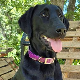 Nike - Labrador Retriever