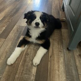 Australian Shepherd and Miniature Australian Shepherd Puppies from Country River Aussies