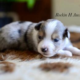 Boy 3 - Blue merle male Toy Australian Shepherd puppy in Russellville, Arkansas from Rockin H Aussies