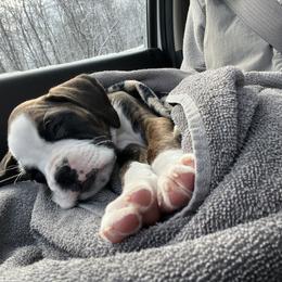 Boxer Puppies from Reynolds Homestead Boxers