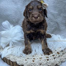 Wren - Phantom female Goldendoodle puppy in Williamson, New York from Lakeside Doodles