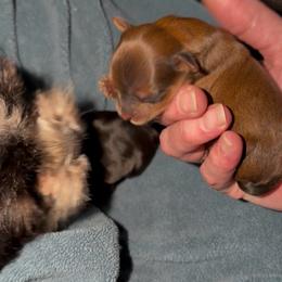 Sable boy (small) - Tan male Yorkshire Terrier puppy in Des Moines, Iowa from Diamond Yorkshire Terriers