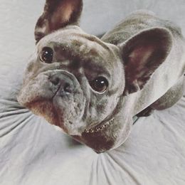 French Bulldogs from Dolly’s Chateau