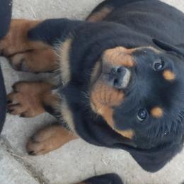 Rottweiler Puppies from Gottlïchen Rottweilers