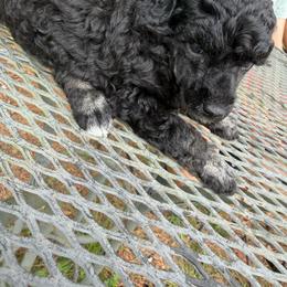 Keeper - Phantom female Poodle puppy in Florence County, South Carolina from Modern Family Standards