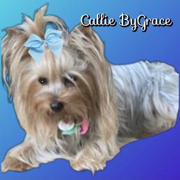 Cal - Yorkshire Terrier