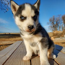 Siberian Husky Puppies from Haskins Huskies