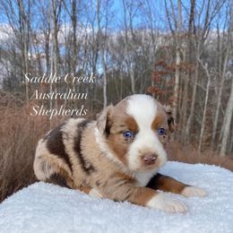 Australian Shepherd Puppies from Saddle Creek Australian Shepherds