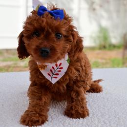 Honey - Red female Cavapoo puppy in Apopka, Florida from Rae Precious Puppies