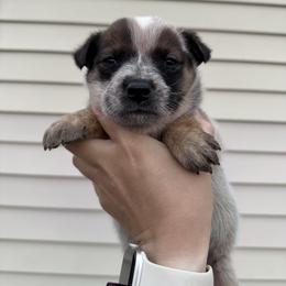 Cloudy - Red speckled male Australian Cattle Dog puppy in Oberlin, Kansas from Hangin R Kennels