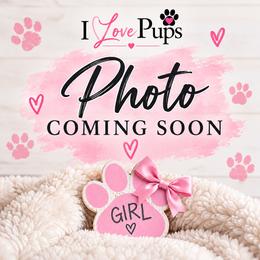 Girl 2 - Black brindle and white female Boston Terrier puppy in Brooksville, Florida from I Love Pups