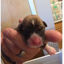 Chestnut - Sable male Pembroke Welsh Corgi puppy in Atascadero, California from California Corgis and Kunes