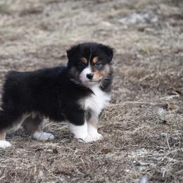 Cherie - Black tri-color female Australian Shepherd puppy in Kirksville, Missouri from BellSharps Australian Shepherds