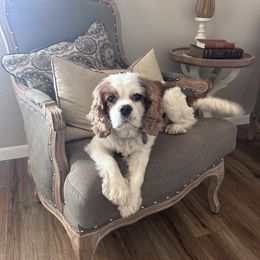 Roscoe - Cavalier King Charles Spaniel