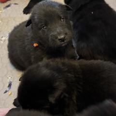 Bunyip - Black male Belgian Sheepdog puppy in Guntersville, Alabama from Ozma Belgians