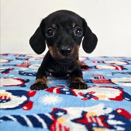 SUPER TINY Black and tan male. - Black and tan male Dachshund puppy in Belle Rive, Illinois from Akin's Miniature Dachshunds, LLC