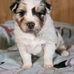 Flurry - Blue merle female Australian Shepherd puppy in Kenton, Tennessee from Carrotwood Australian Shepherds