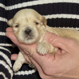 Boy 4 - Red male Havanese puppy in Congerville, Illinois from Happy Go Lucky Havanese