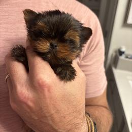 Maltese and Yorkshire Terrier Puppies from tatortot pup