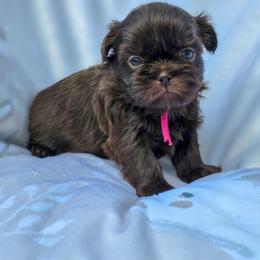 Poodle, Shichon, Shihpoo, Shih Tzu, and Shorkie Puppies from Ever After Tails