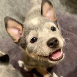 Australian Cattle Dog Puppies from Tin Roof Australian Cattle Dogs