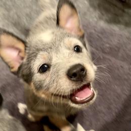 Australian Cattle Dog Puppies from Tin Roof Australian Cattle Dogs