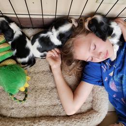 Cavalier King Charles Spaniel Puppies from Cocoa Cavaliers