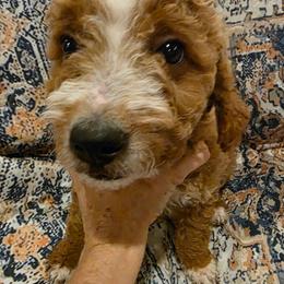 Trigger - Apricot male Goldendoodle puppy in Churchill County Fallon, Nevada from Card Family Ranch