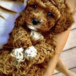 Cavalier King Charles Spaniels and Cavapoos from Snowy Peaks Cavaliers