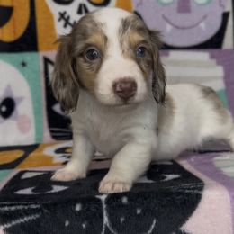 Chocolate dapple pie - Dapple male Dachshund puppy in Poteau, Oklahoma from Sisters Dazzling Dachshunds