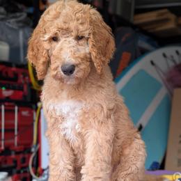 Blue Collar - Apricot male Goldendoodle puppy in Olympia, Washington from Sinclairdoodles