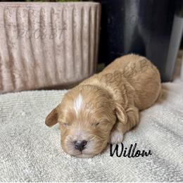Girl 1 - female Cavapoo puppy in Oklahoma from Rocky Oak Cavaliers & Biewer Terriers LLC