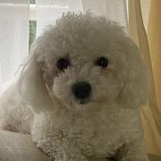 Willow - Bolognese