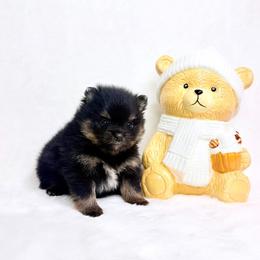 Black and tan boy 2 - Black and tan parti male Pomeranian puppy in Princeton, New Jersey from PureLove Poms.