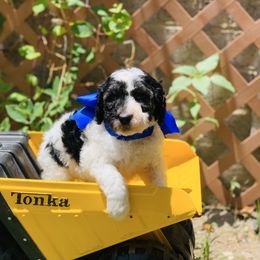 Gelato - Black male Labradoodle puppy in Murray, Utah from Swann's Kennels