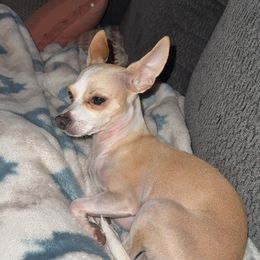 Tink - Cream and white female Chihuahua puppy in Murphy, North Carolina from Karolina Kennels
