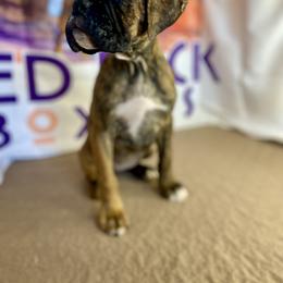 Boxer Puppies from Red Rock Boxers