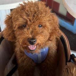 Bear - Red male Cavapoo puppy in Honolulu, Hawaii from Aloha Paradise Poodles LLC