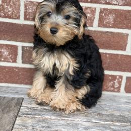 Old English Sheepdog, Poodle, Sheepadoodle, and Yorkipoo Puppies from Love Tallulah Sheepadoodles LLC