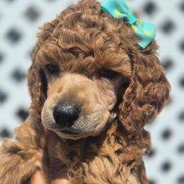 Emerald - Red  female Poodle puppy in El Paso, Texas from Paws Of Beauty