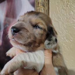 Girl 2 - Piebald female Dachshund puppy in Clayton, Indiana from Love Struck Miniature Dachshunds