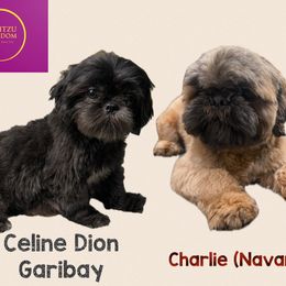 Shih Tzu puppies from GariTzu Kingdom